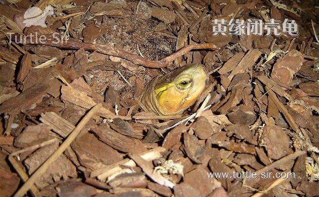 黄缘龟和黄缘闭壳龟有什么区别,原种黄缘龟和下山黄缘区别