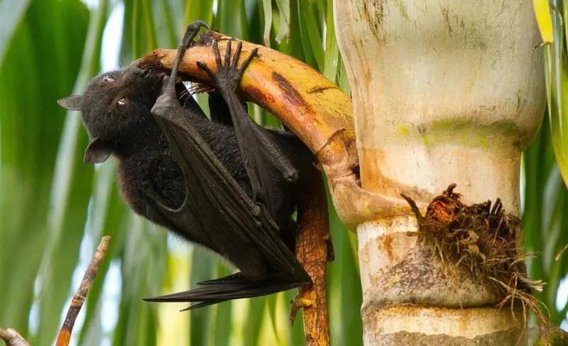 还有人从国外寄来20多只果蝠标本?海淘代购注意了,邮寄蜥蜴、盆景入境,可能会入刑!