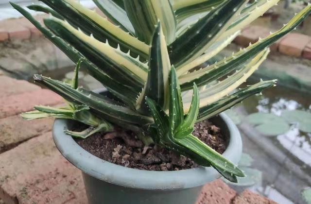 芦荟不长个不长叶怎么办,芦荟不长仔是怎么回事