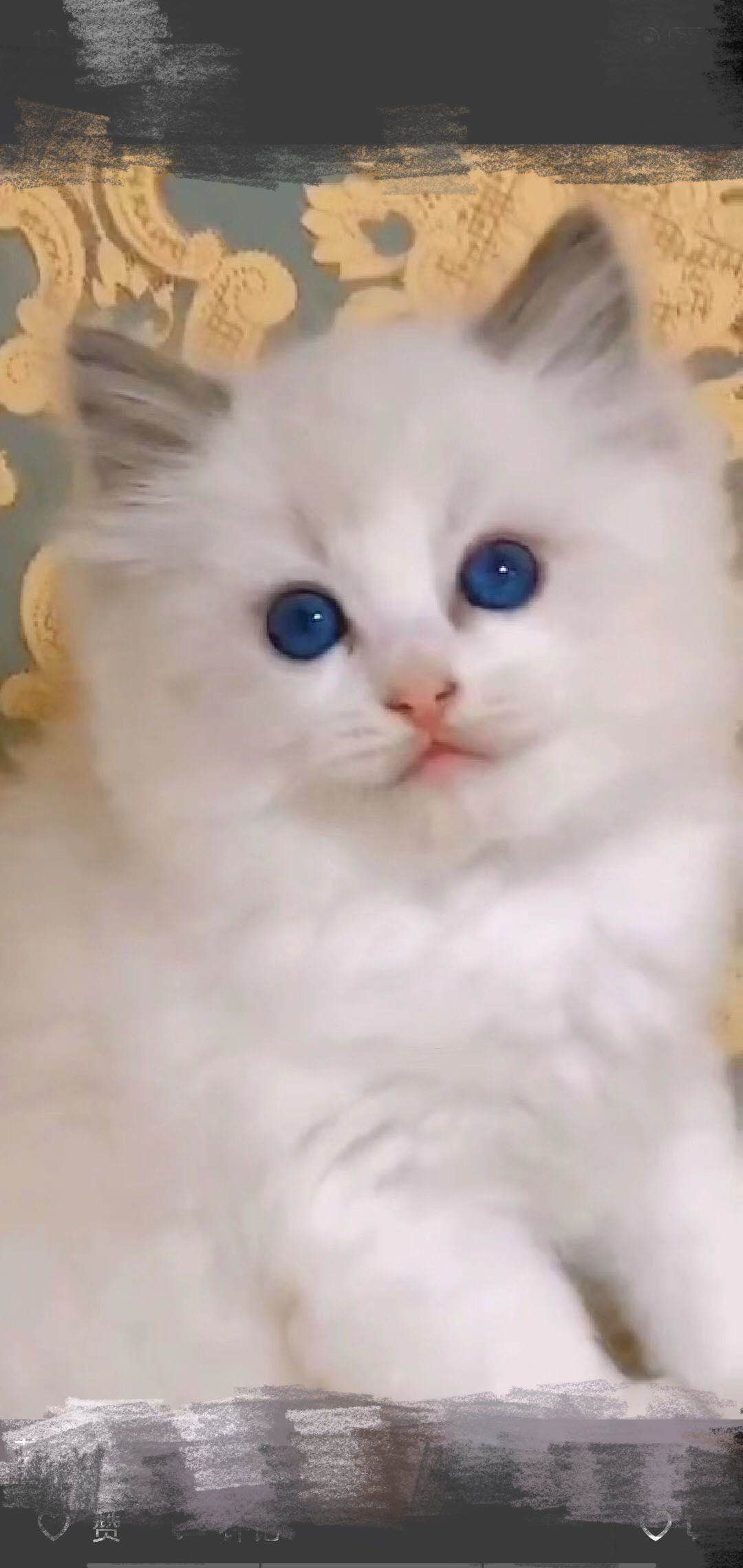 后院布偶猫好吗,怎么挑选传统系布偶猫