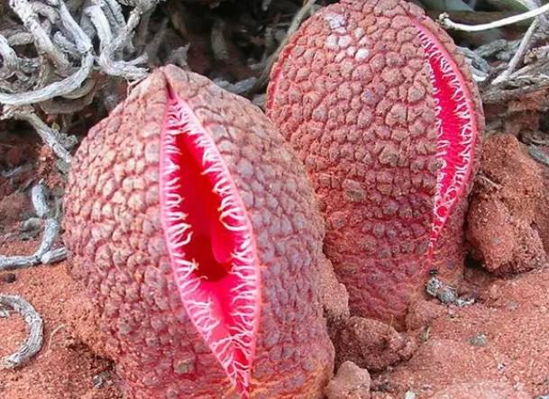 罕见的奇花异草 (160种奇花异草绝对有你没见过的)