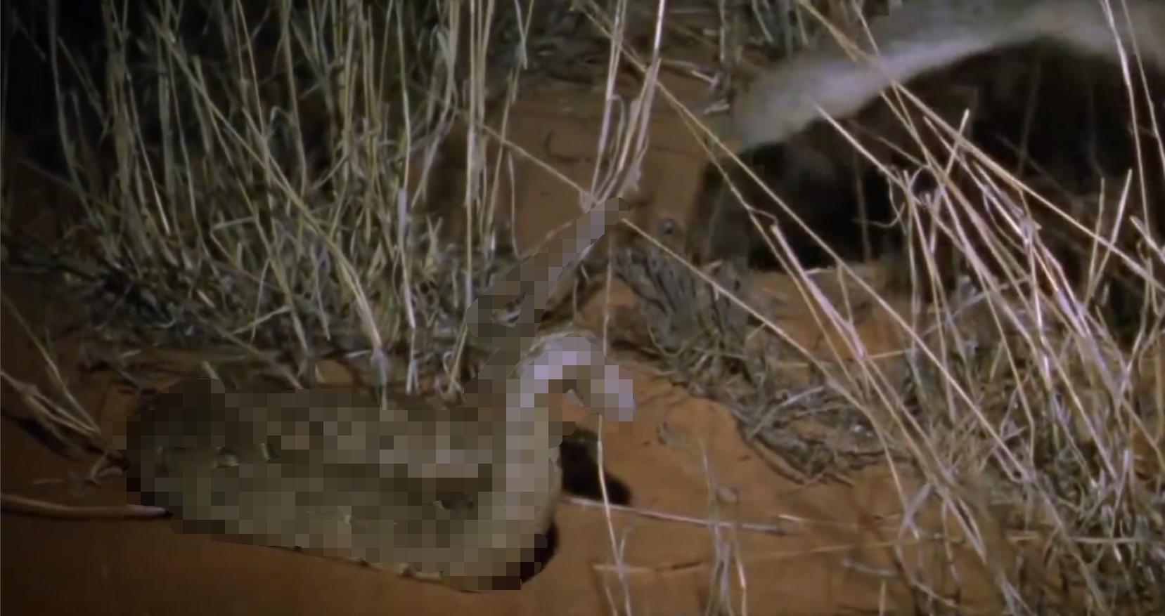 蜜獾两小时后继续享用毒蛇,蜜獾凶猛攻击人类