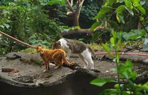 狸花猫在国外真的很少见吗,一只狸花猫的价格