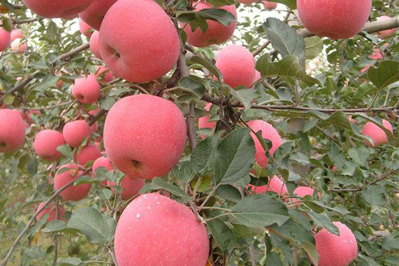 运城哪个县苹果好吃,运城苹果哪个县最好