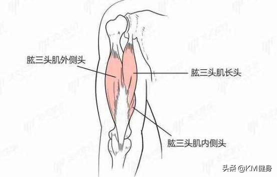 如何锻炼肱三头肌效果最好图解,肱三头肌千万别这样练
