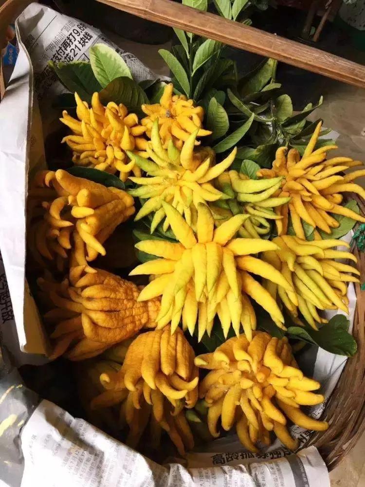 冬季助眠好养的花,什么花最好养又有助睡眠