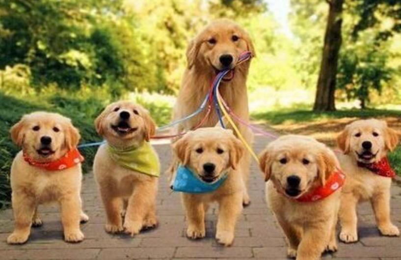 金毛8个月胆子特别小怎么办,金毛胆子小不敢出门怎么办