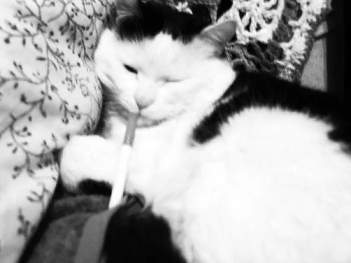 三十种不能吃的小食品,不能喂猫的食物