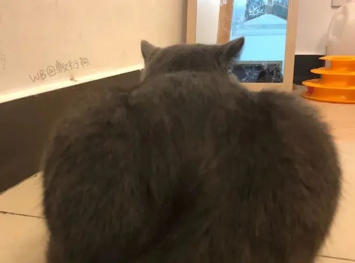 猫是只好猫，但被网友这么一弄…哈哈哈哈哈没脸见人了