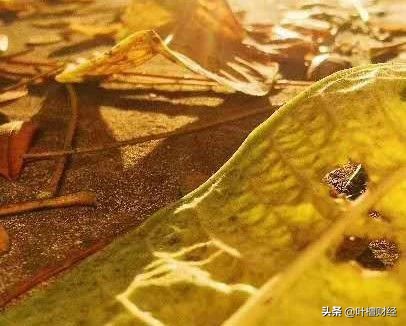 什么？爆雷股重生