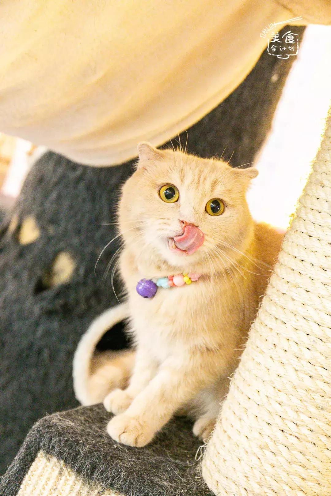 吃饭玩耍一体店,吃饭撸猫二选一