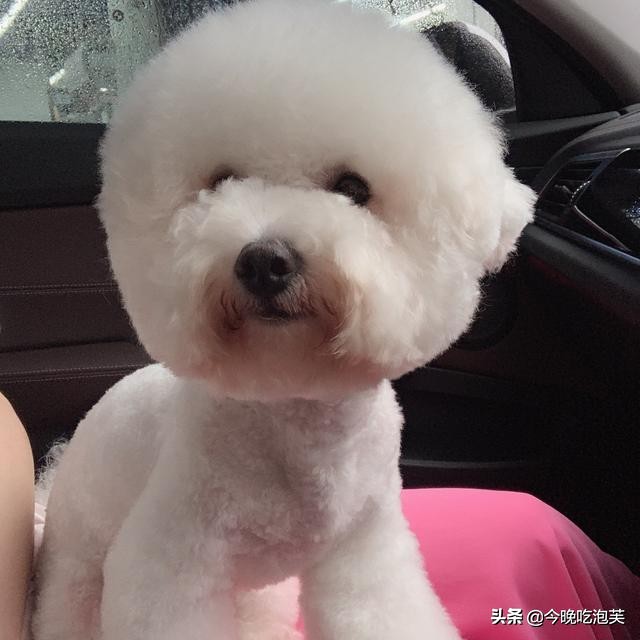 被狗喜欢的人命理,被狗狗喜欢的女孩