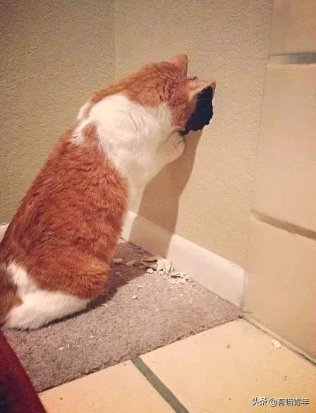 医生说我家猫很有性格,医生说我的猫有点傻