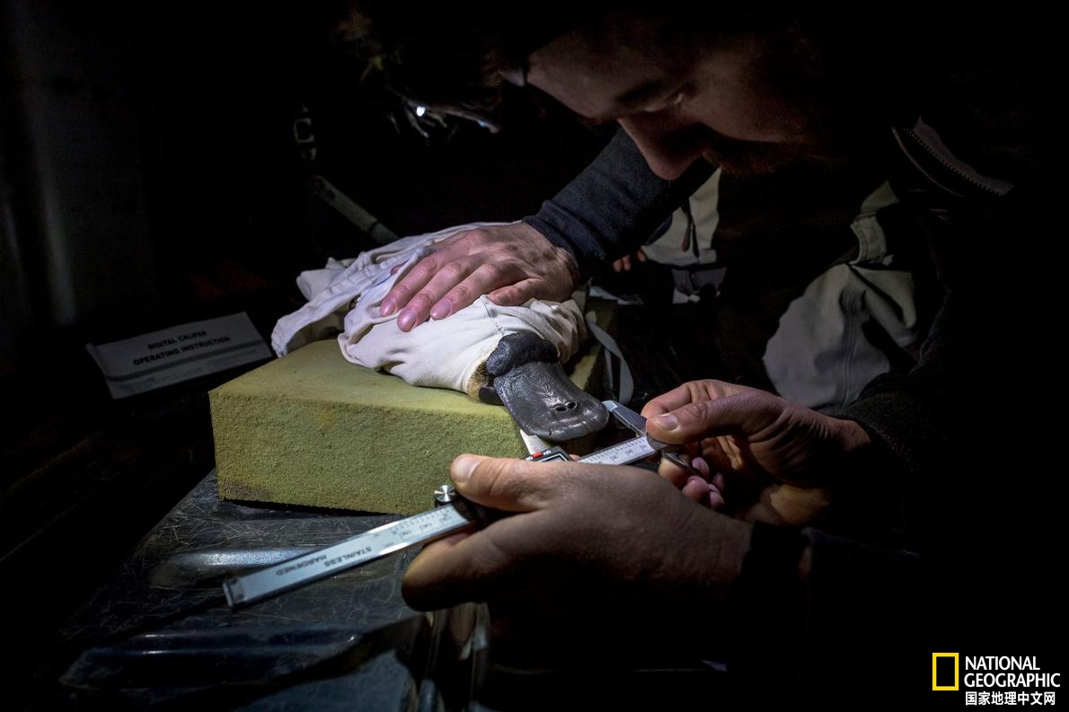 鸭嘴兽可爱瞬间,鸭嘴兽怎么咬人