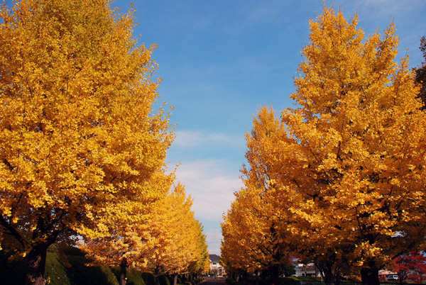 秋景拍摄技巧和方法,秋景拍摄三大忌