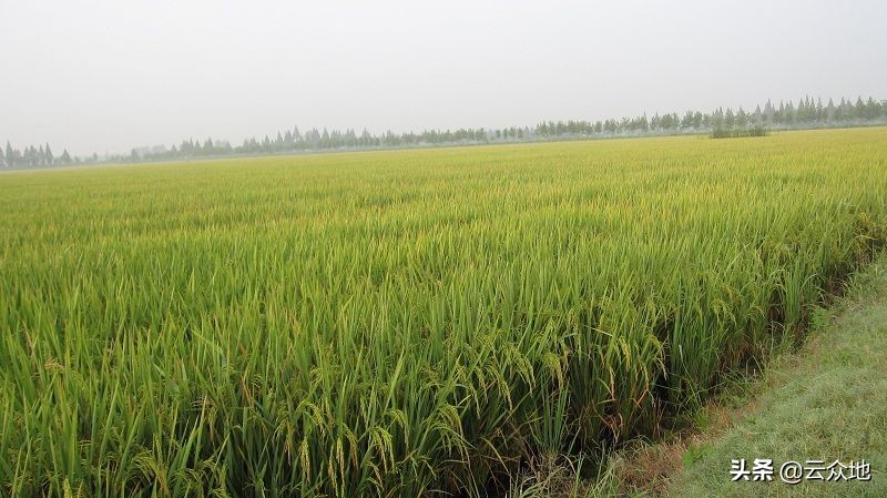 水稻种业：数据不说假话，常规稻强势回归，华占、丝苗时代已形成