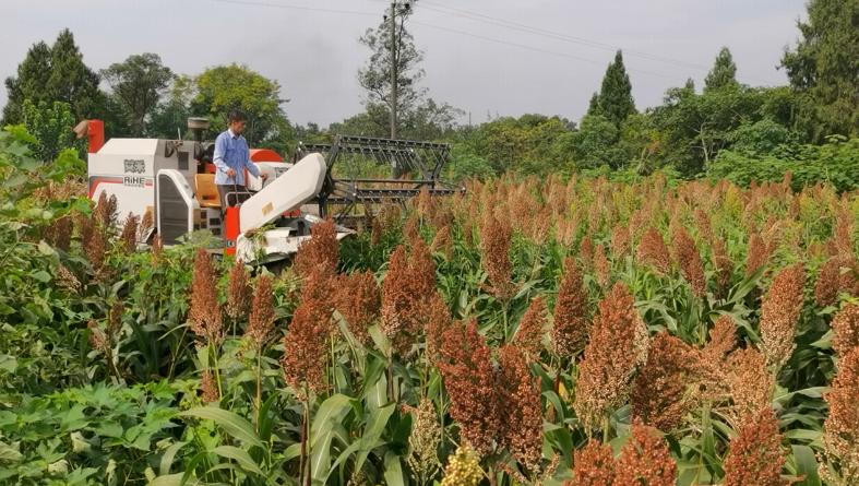 红了!红了!这些天的南充市嘉陵区龙蟠镇真的是“红遍天”了