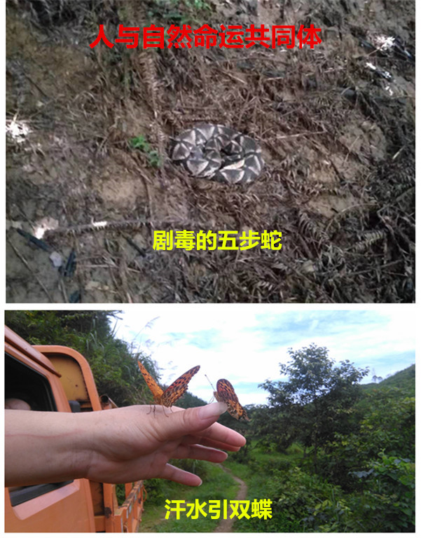 林业礼赞——世界最后一滴水将是人类的眼泪吗