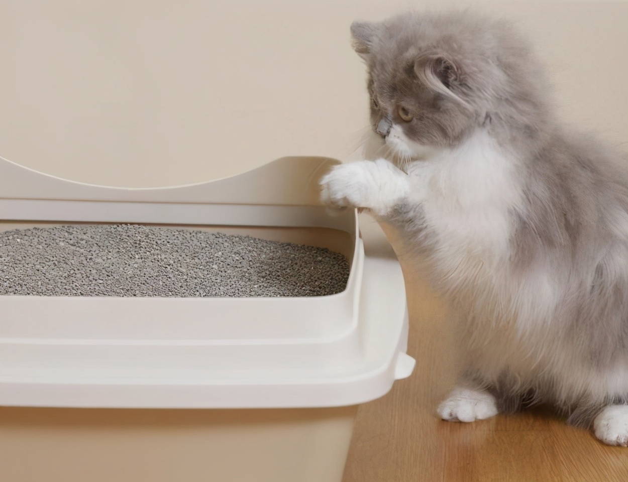 猫咪频繁扒猫砂是怎么回事,刚打扫完猫砂盆猫咪又拉了
