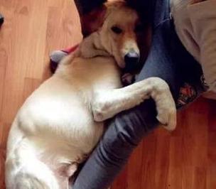 狗狗情绪全解读|狗狗生气、开心的信号？