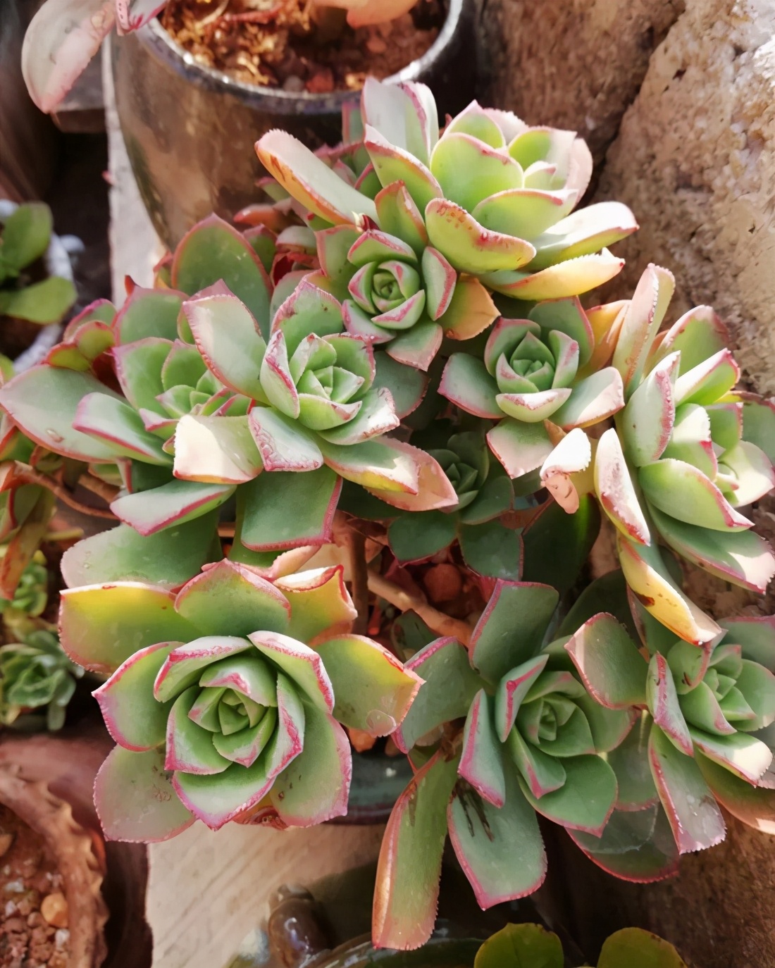 多肉的特点大全,多肉介绍50字大全