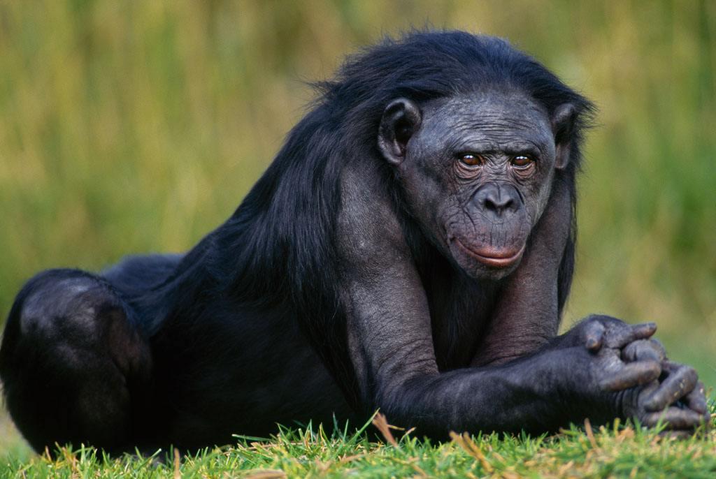 黑猩猩繁育与生殖,黑猩猩的繁育方式