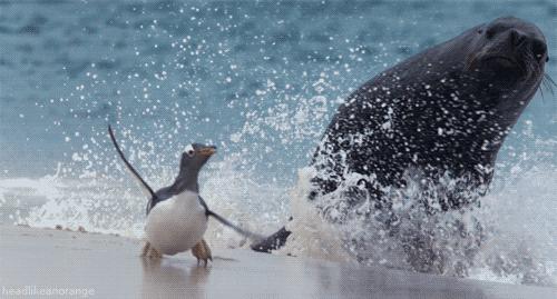 企鹅没有毛还能生活在北极,企鹅没有冰能生活吗