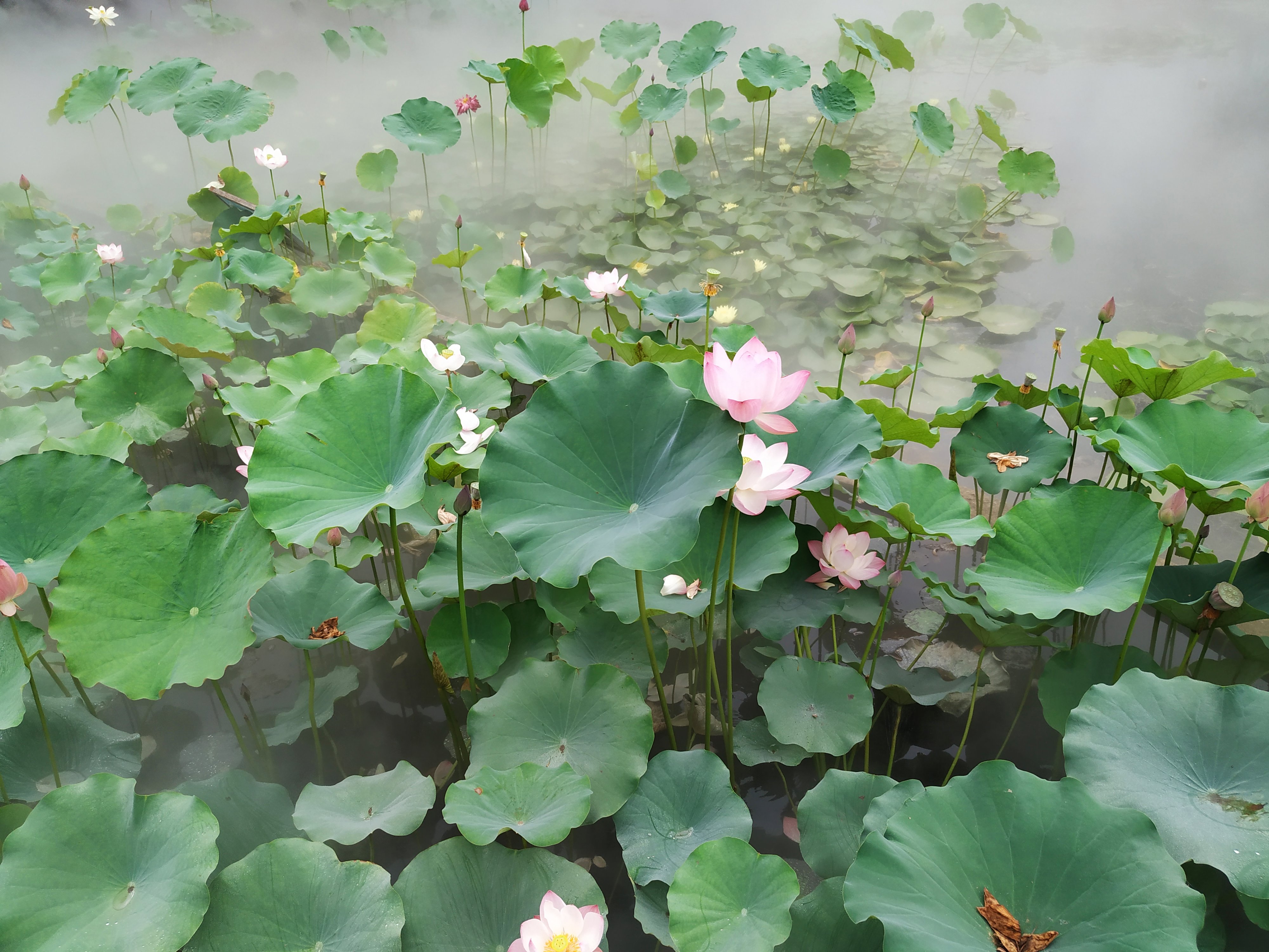 青荷盖绿水微山湖十万亩荷花盛放,微山湖红荷湿地公园的荷花何时开