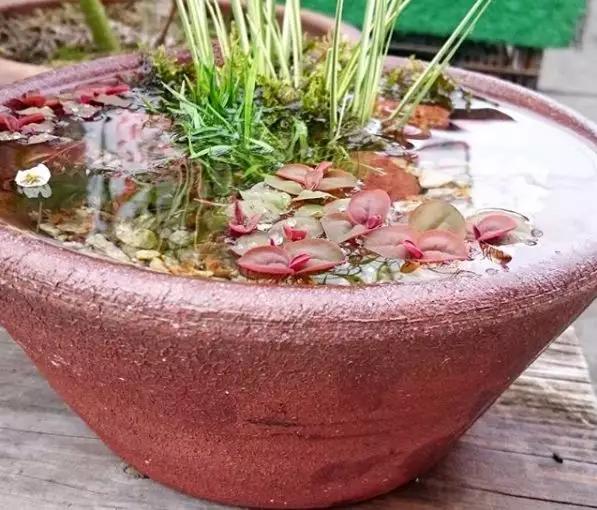 废桶旧盆里添水种花，10分钟成水景，细水长流富贵一生