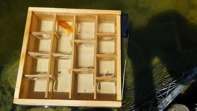 2亿*放播**量的“仓鼠走迷宫”，成了YouTube上的财富密码