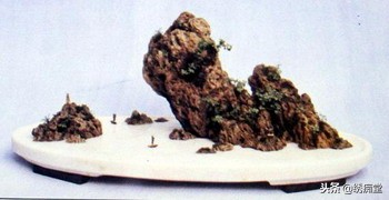 丛林式盆景欣赏,盆景欣赏及制作