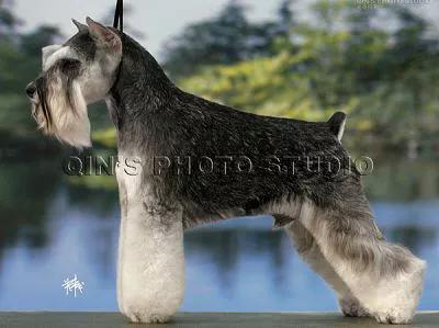 每日一狗,小型犬品种大全雪纳瑞