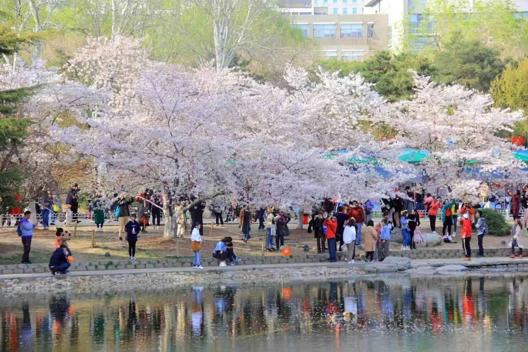 最美的花送给大家共赏,最美的花送给大家观赏