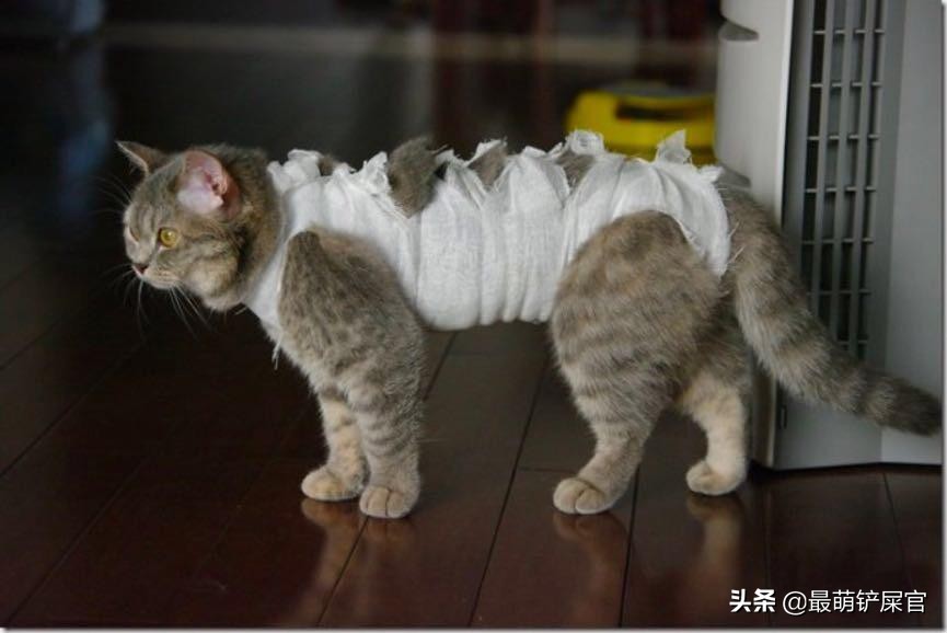 猫咪吐血拉血用什么药,猫咪胃出血是什么原因引起的啊