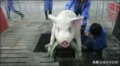 公猪人工授精技术操作规程,公猪精子采集过程