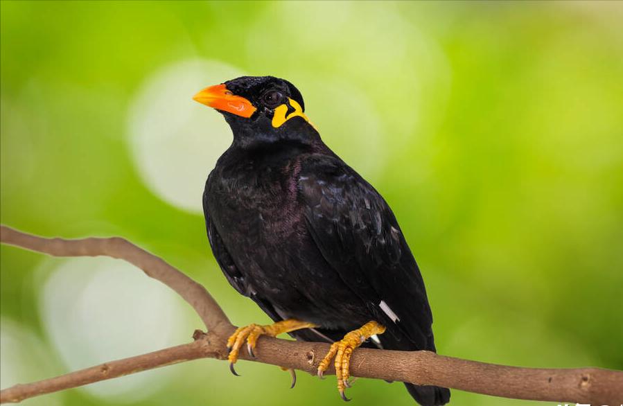 东江揽胜,惠州淡水常见鸟类图谱