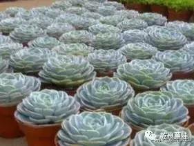 随笔吉他贝斯,瓦松的故事