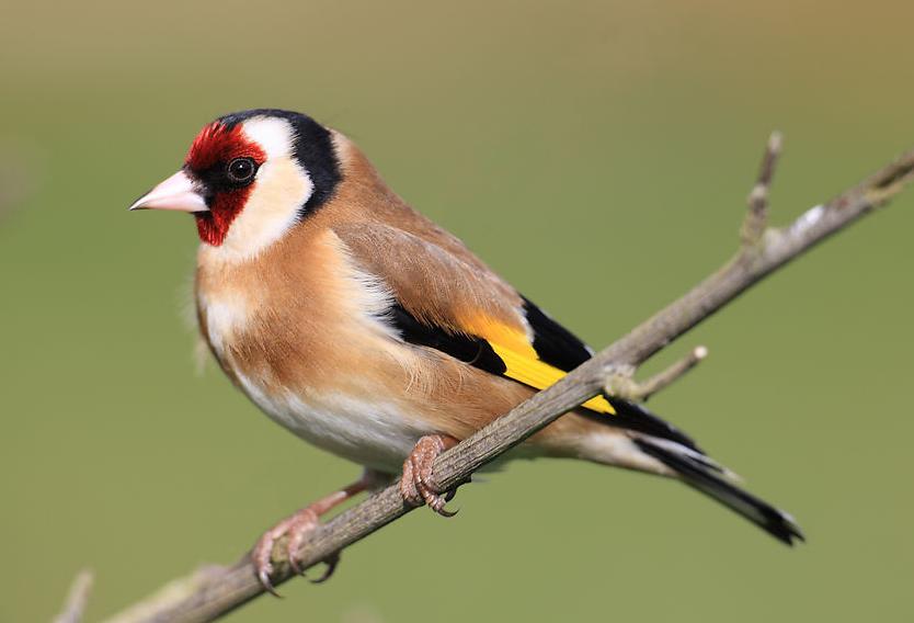 出门小鸟拉屎在身上有什么讲究,为什么鸟拉屎掉头上人会倒霉