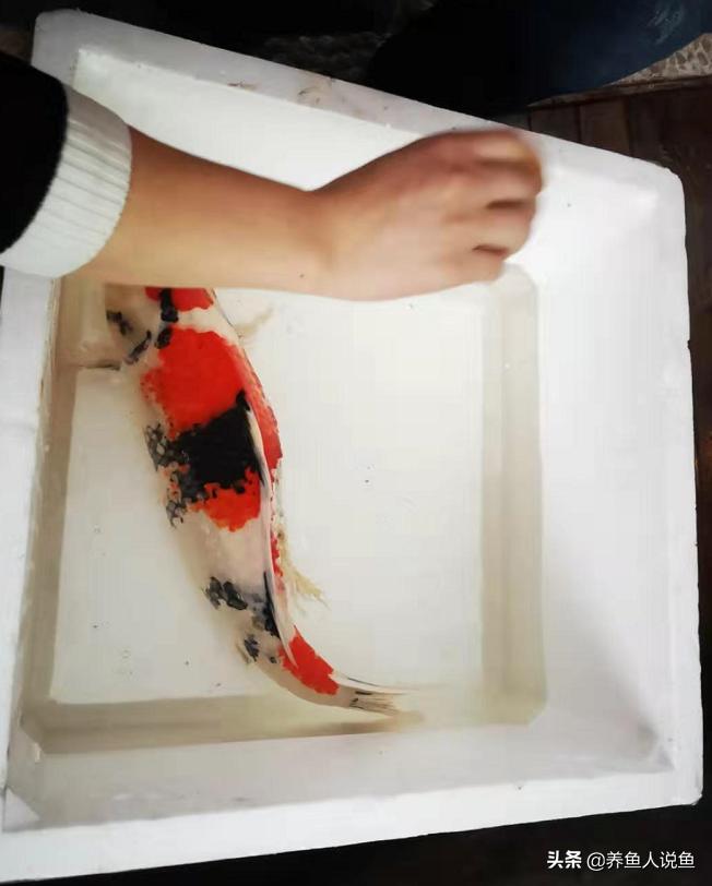 锦鲤鱼冬季烂身治愈难度比夏季要高太多，是什么原因导致的？