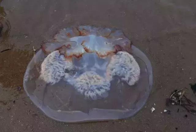 宁波一渔民整理海鲜大全,宁波最全的海鲜