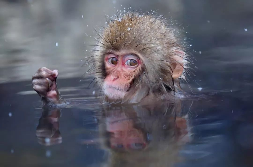 日本长野县旅行,日本长野赏樱旅游攻略