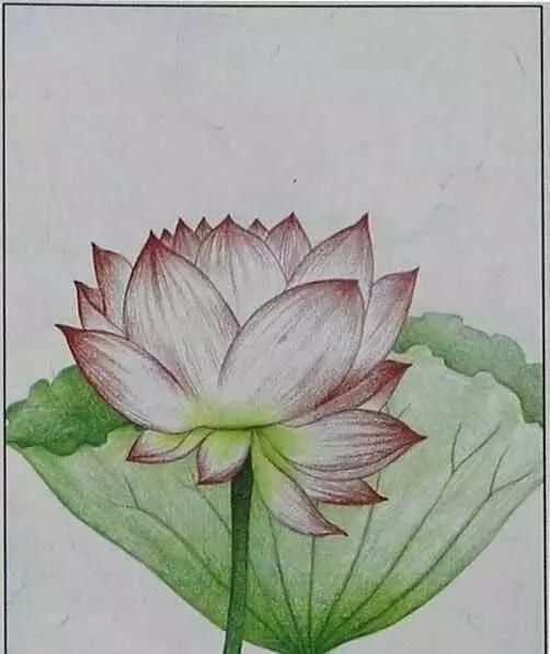 画荷塘与荷花,画一张美丽的荷塘画