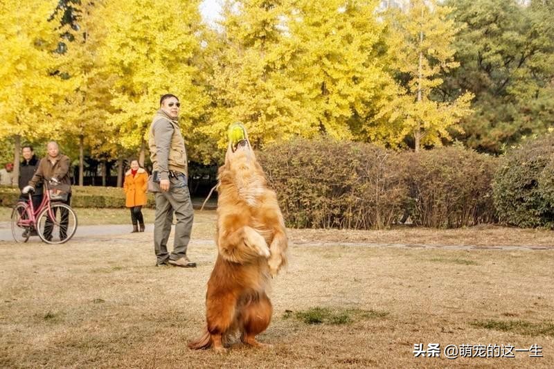 缺乏管教的狗狗常有的5种行为,狗狗屡教不改应该怎么惩罚它