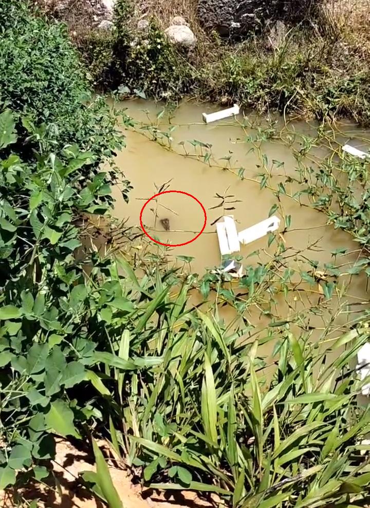 一名男子去河边钓鱼发现鳄鱼,无人区钓鱼遭鳄鱼袭击