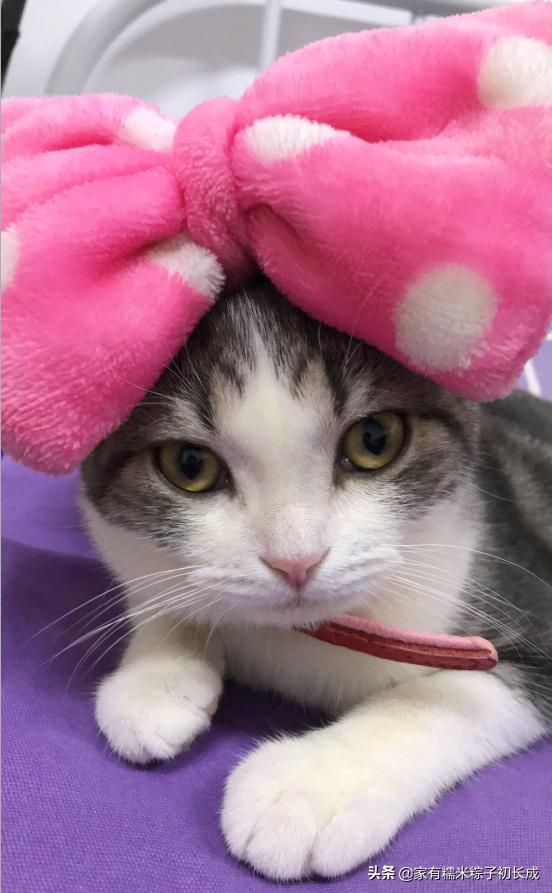 购买一只宠物猫购买前的选择过程,购买猫咪一般在网上哪里卖