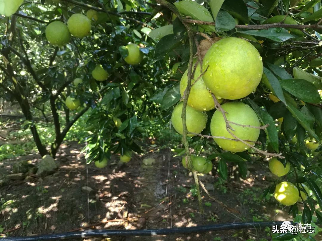 老伙，你的橙子离你更近了……｜粒志