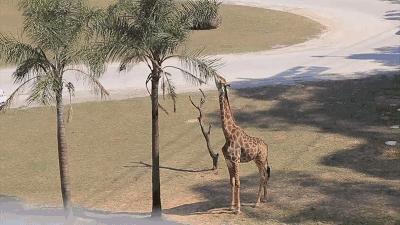 广州长隆野生动物世界游览图,广东广州长隆野生动物世界