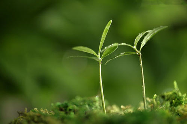 草长莺飞二月天拂堤杨柳醉春烟,草长莺飞二月天拂堤杨柳醉春眠