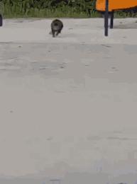 最适合家养的猫排名橘猫,最胖的品种猫排名