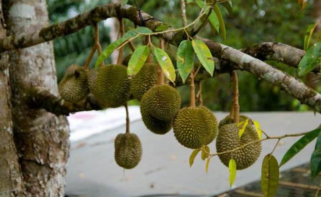 榴莲核泡在水里为什么会裂开,榴莲的核能泡发芽吗